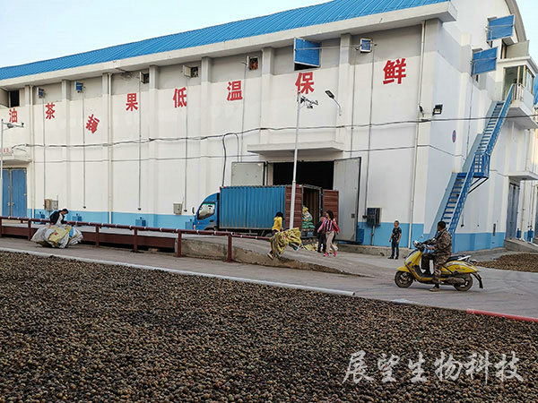 油茶鲜果收购 油茶鲜果收购